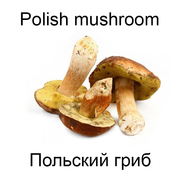 Виды грибов на английсуом